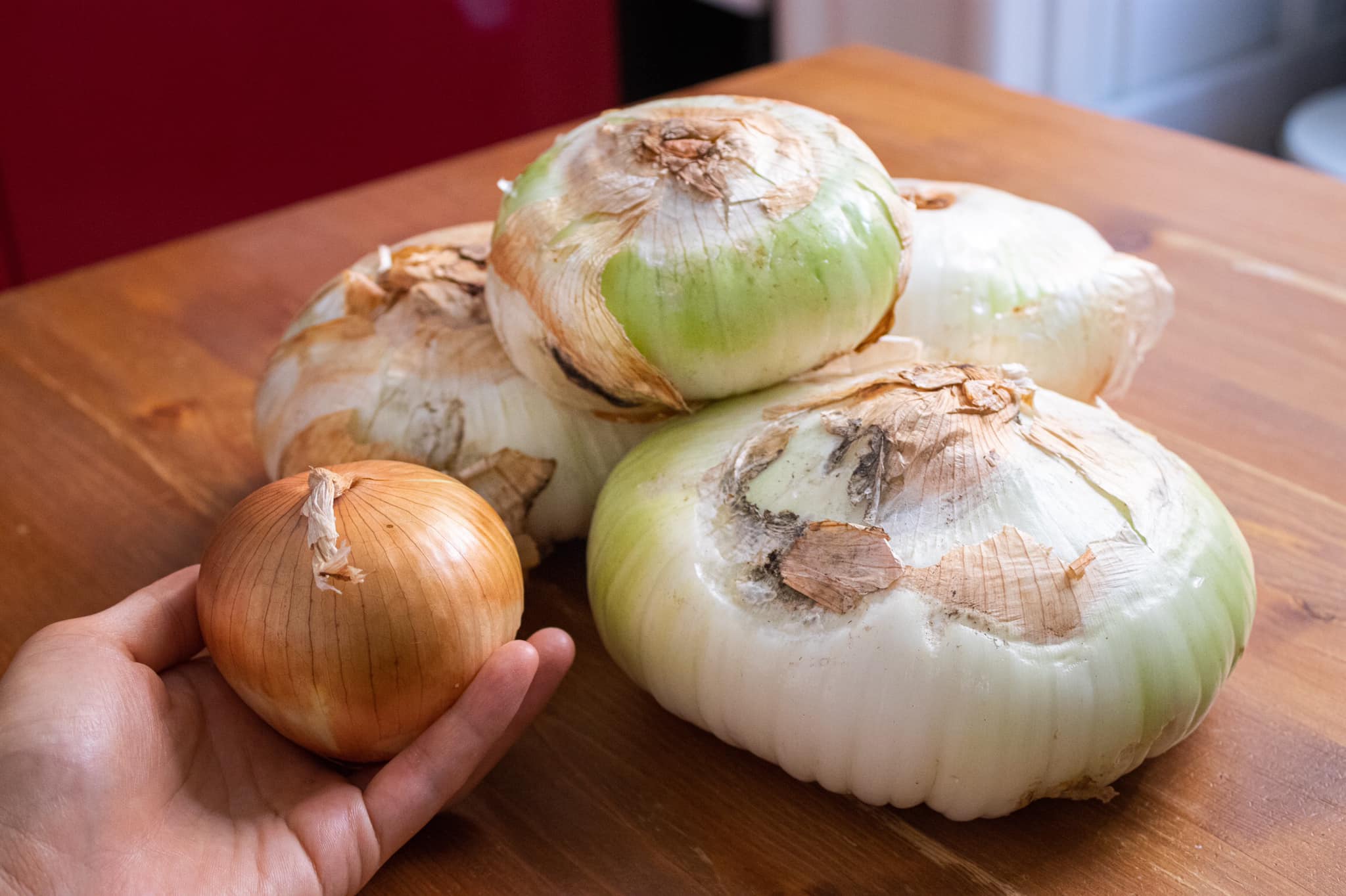  Jumbo-sized onions from Sicily nespole ricette italiane in senza 