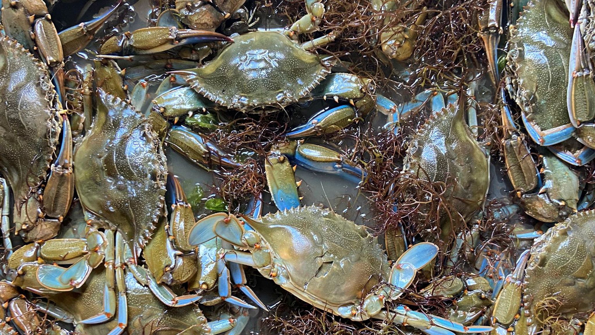  Italy tackles invasion of blue crabs by eating them facebook italiane originali ricette italiane 